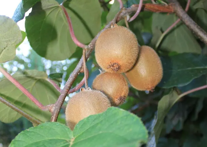 With A Parking Space - 7094