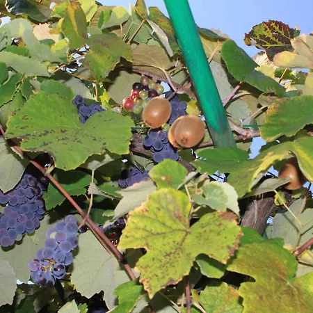 With A Parking Space - 7094 * Umago